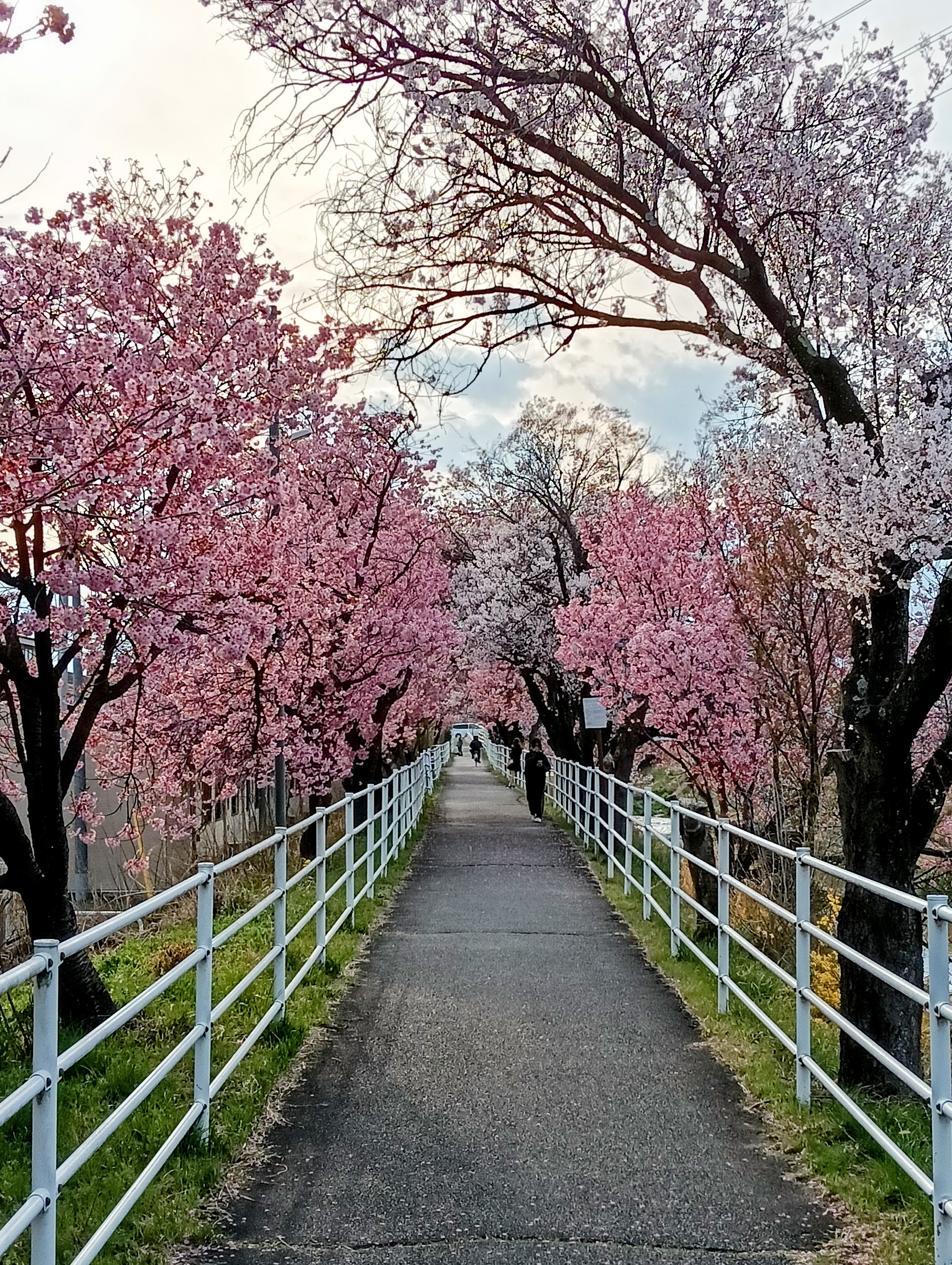Sakura Cherry Threes in Blossom