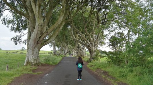 The Dark Hedges, Antrim, Northern Ireland The Dark Hedges, Antrim, Northern Ireland